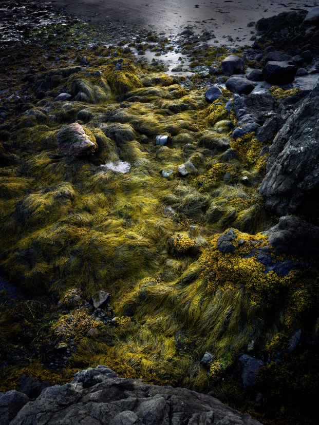 Seaweed, Maine