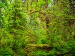 hoh-rainforest_2017